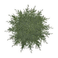 Christmas Pine Placemat, 20 in