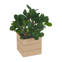 Artificial Greenery Plant Décor in Wood Pot, Assorted