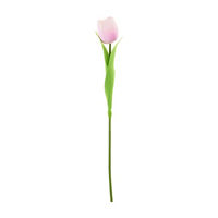 Purple Tulip Stem