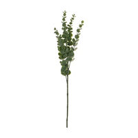 Green Eucalyptus Stem