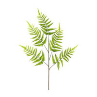 Green Fern Stem