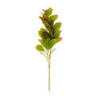Green Ficus Stem