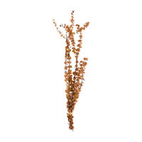 Camel Eucalyptus