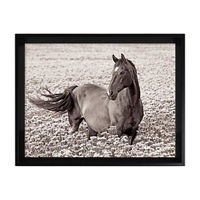Framed Art of Horse in Field, 13.88x10.88x1.5 in