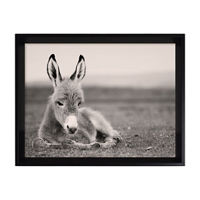 Framed Art of Donkey, 13.88x10.88x1.5 in