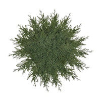 Christmas Green Realistic Pine Placemat