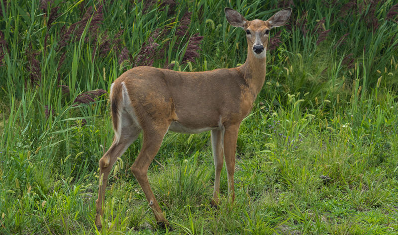 Deer standing in Michigan State Park