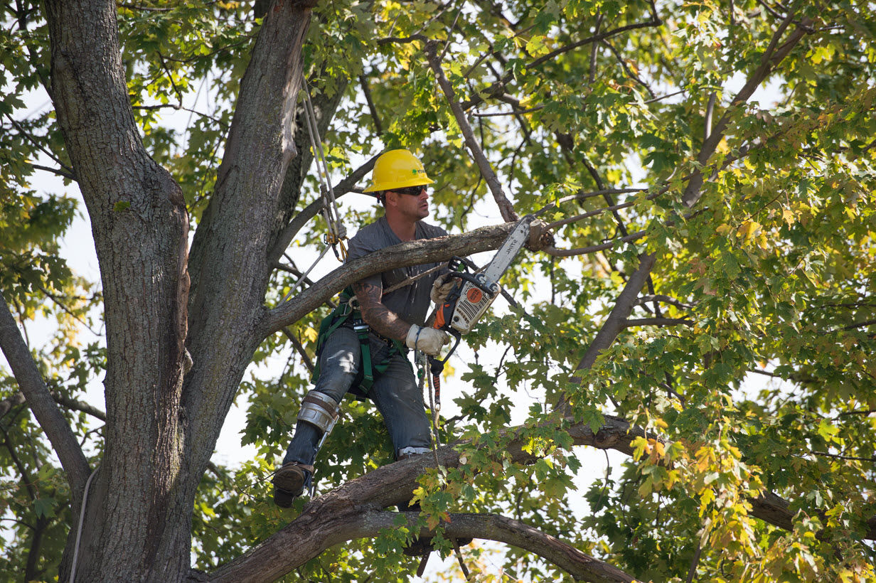 Tree Trimming