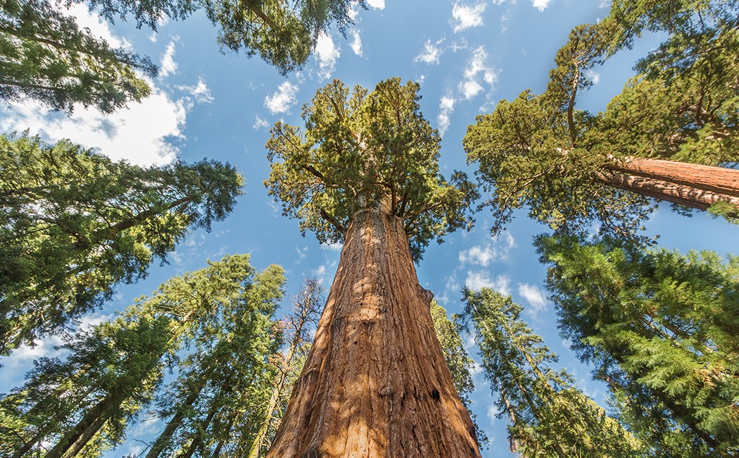 redwood trees reaching for the sky, Insurance BPS | DXC Technology