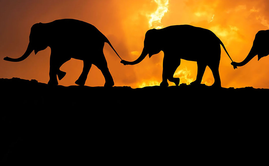 elephants trunk to tail