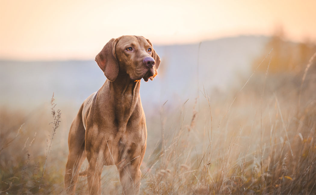 Staughton Group customer story