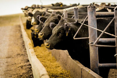 A group of cattle eating