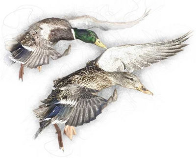 Ducks Unlimited, Credit Card