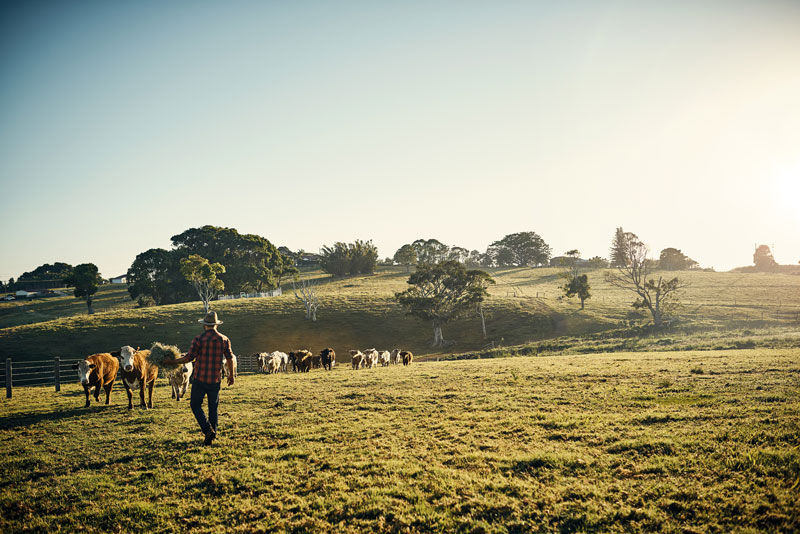 Farmer in a field with his cows