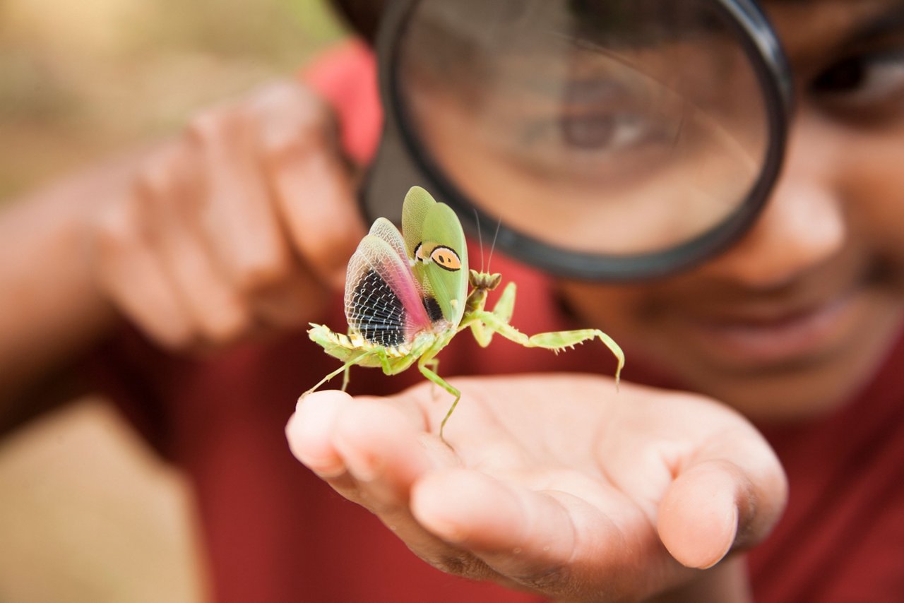 A child looking at an insect through a magnifying glass