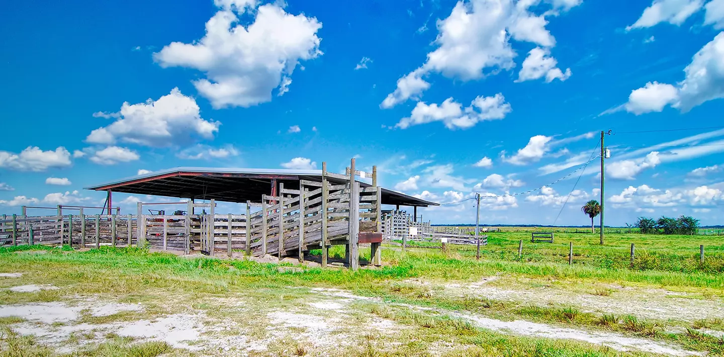 Cattle Barn / Cattle barn and farm at the Dinner Island Ranch Wildlife Management Area in south central Florida, Cattle Barn / Cattle barn and farm at the Dinner Island Ranch Wi
