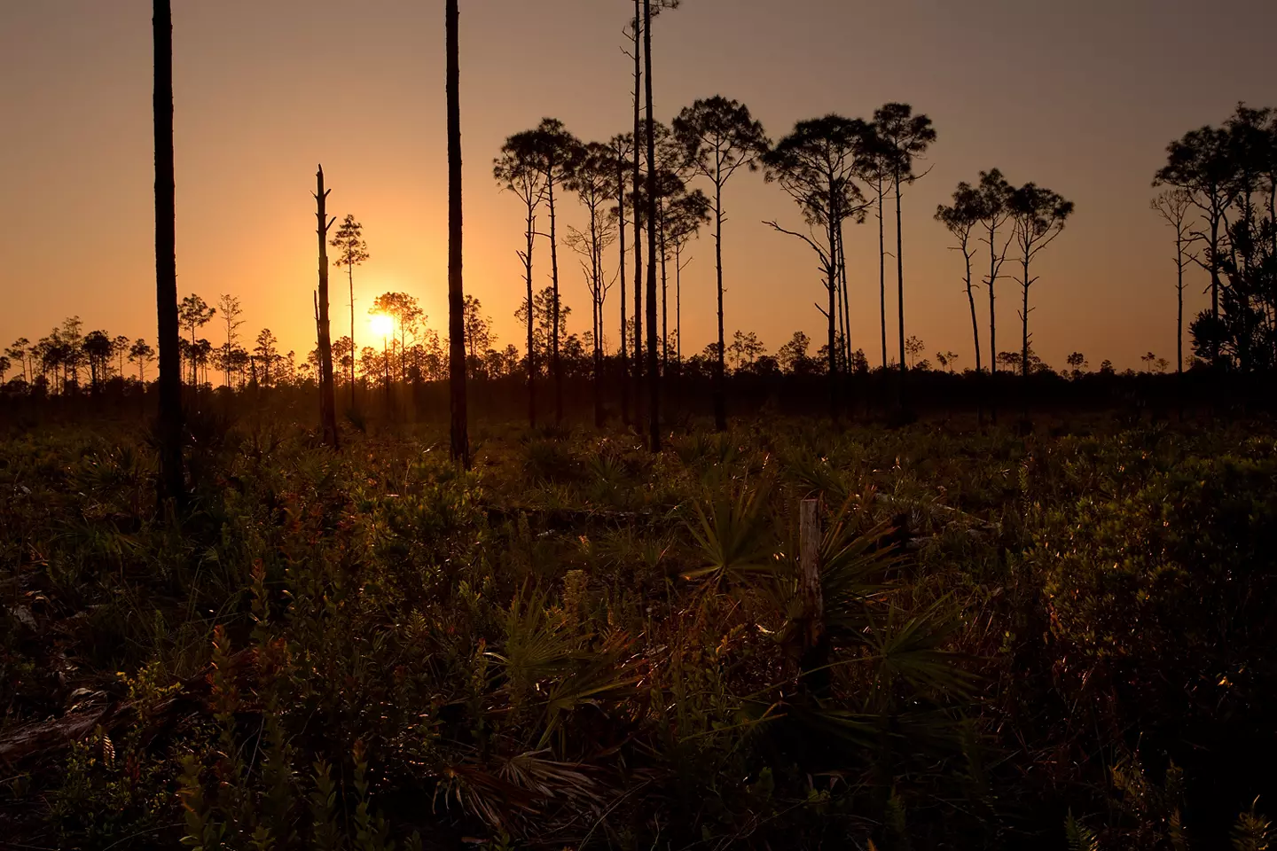 Beautiful South Florida pine rockland forest in Picayune Strand State Forest, silhouetted against the sunset sky