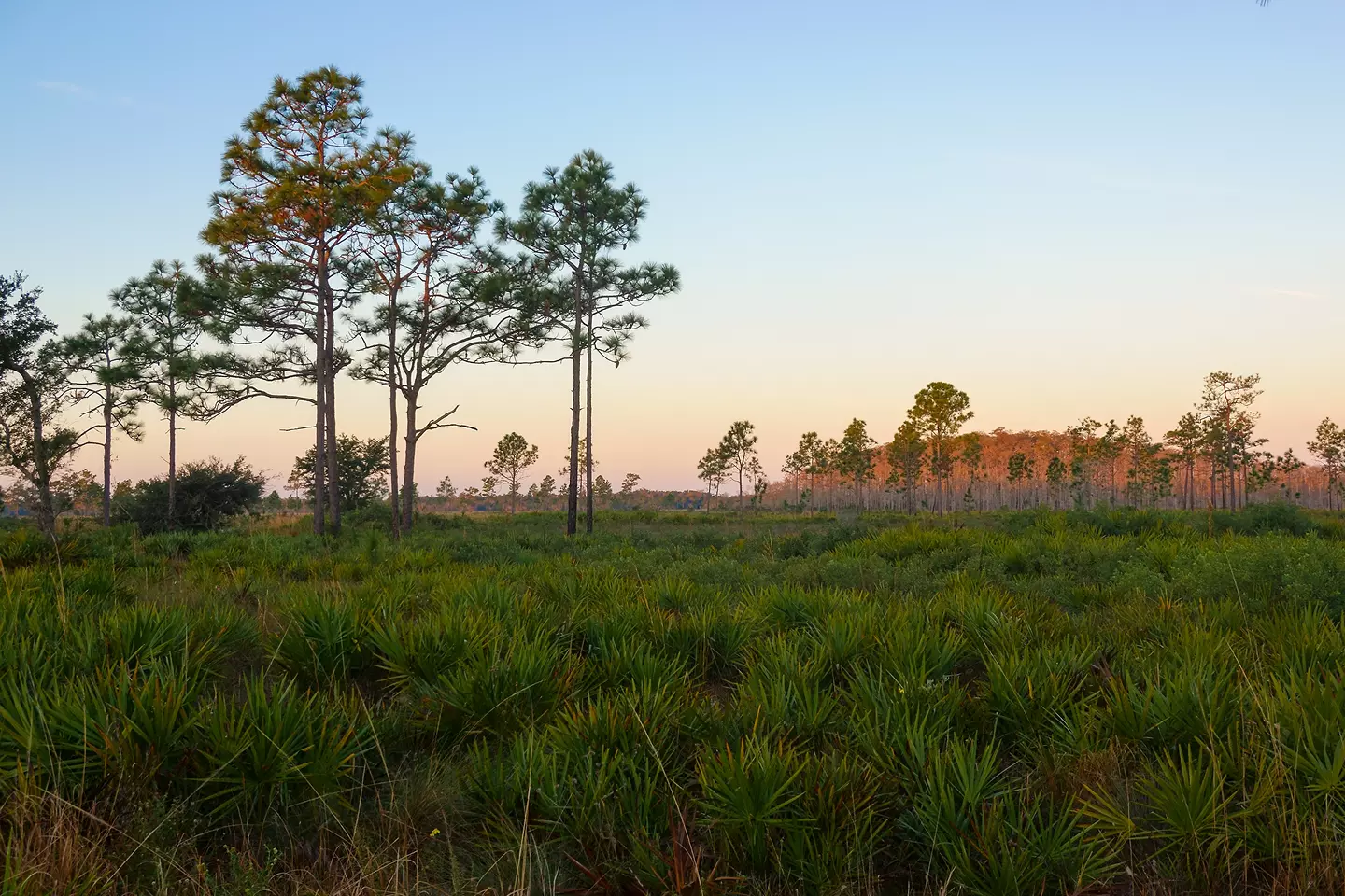 Sunrise at Three Lakes Wildlife Management Area south of Orlando, Florida. This rare ecosystem is home to threatened species such as the Longleaf Pine, Saw Palmetto, and the Red Cockaded Woodpecker., Sunrise at Three Lakes Wildlife Management Area south of Orlando