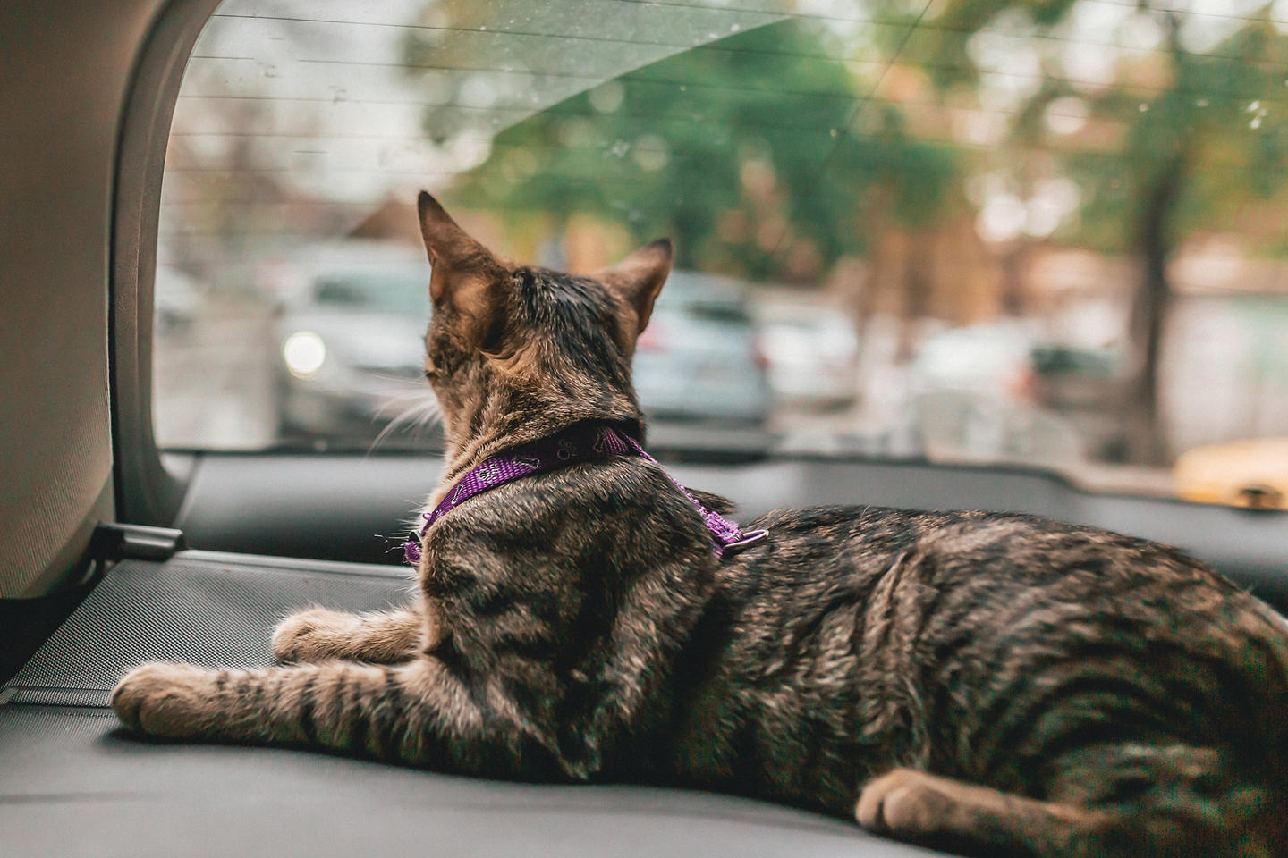 Cat looking out of car window.