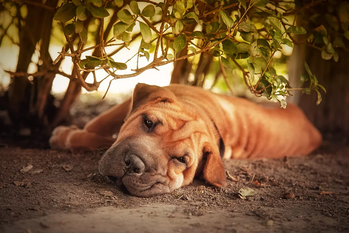 Dog laying in the shade under a tree.