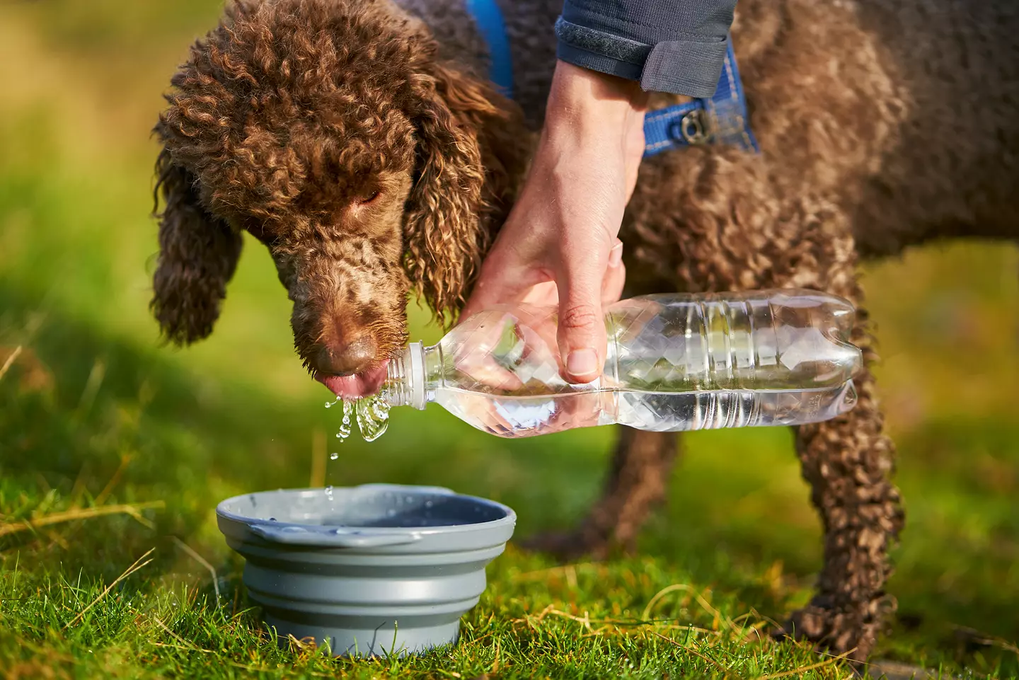 Dog drinking bottled water out of bowl. 