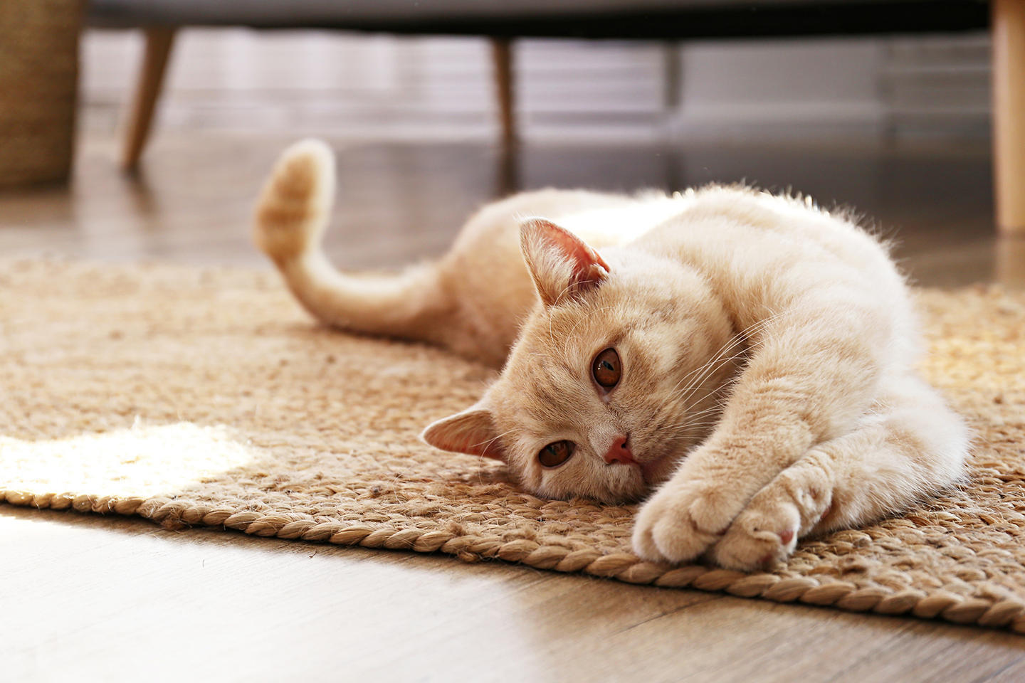 Cat stretching on rug.