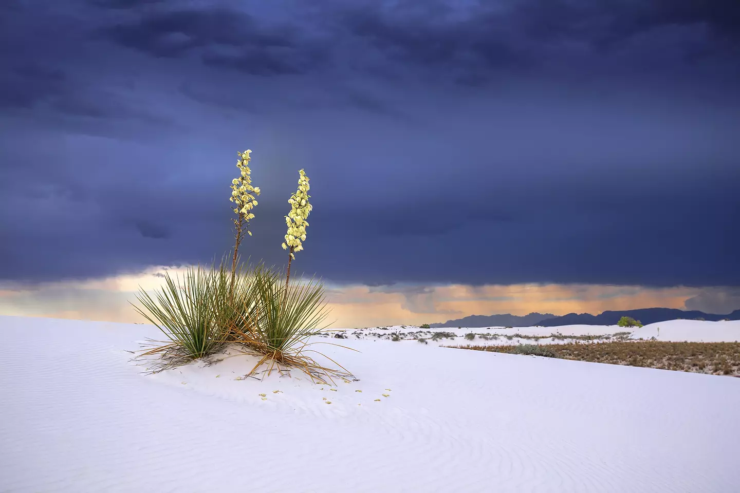 Spring flowers emerging from the sands in White Sands National Monument in New Mexico.