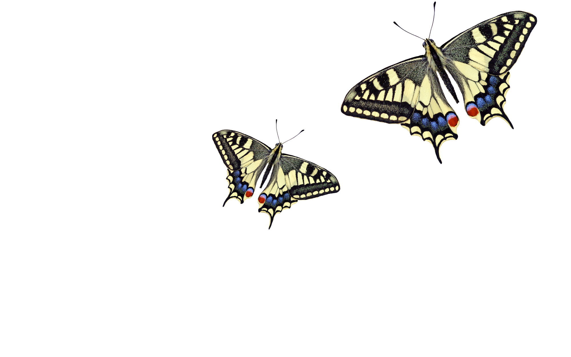 Illustration of two butterflies