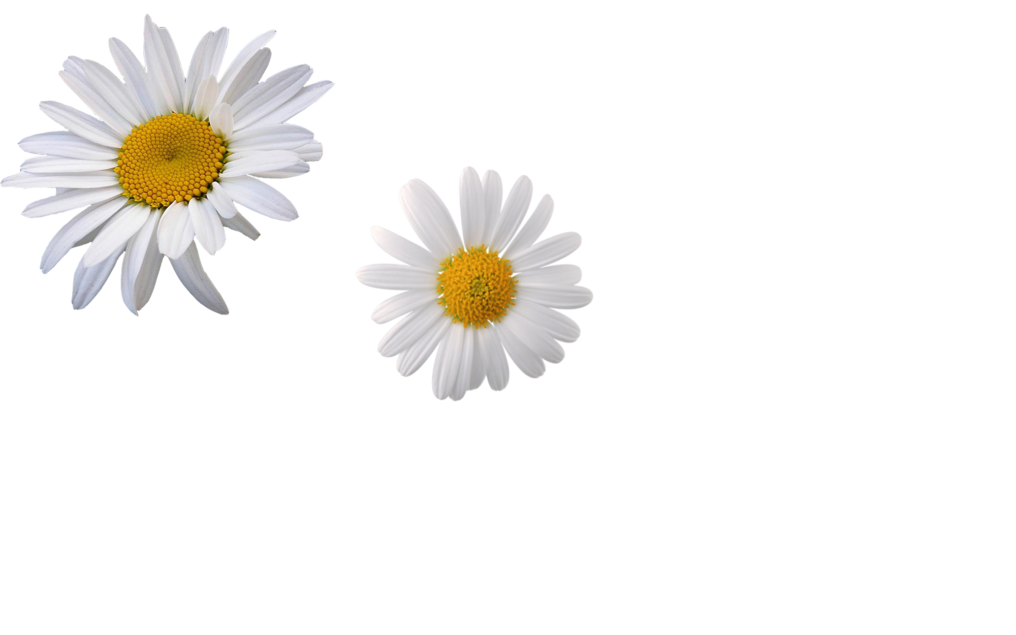 Illustration of two daisies