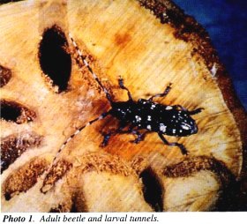 Adult emergence holes on Norway Maple