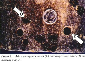 Adult emergence holes on Norway Maple