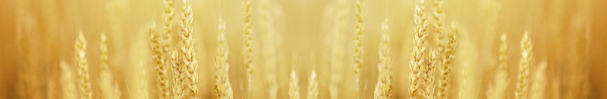 Wheat field