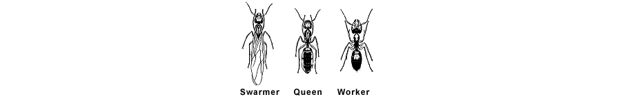 carpenter ants size