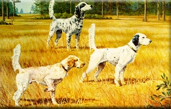 Dogs in field