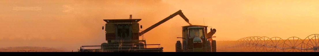 Farmer harvesting crop