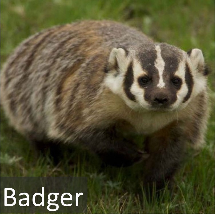 Badger