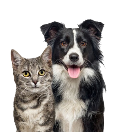 Grey striped tabby cat and a border collie dog with happy expression together isolated on white, banner framed looking at the camera