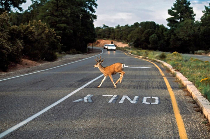 Deer in roadway