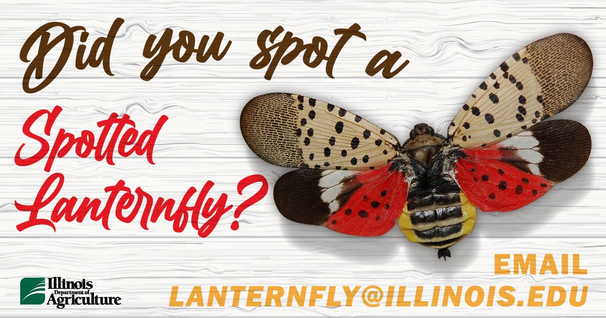 Photo of lantern fly asking to notify lanternfly@illinois.edu if found