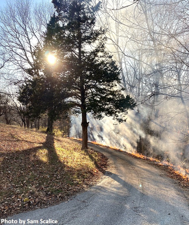 Fults Hill 2021, smoke is rising around a bend in a fire break. The smoke rises through a conifer tree with the sun shining through the branches. 