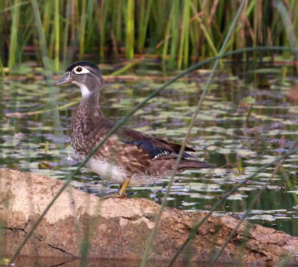 Wood Duck