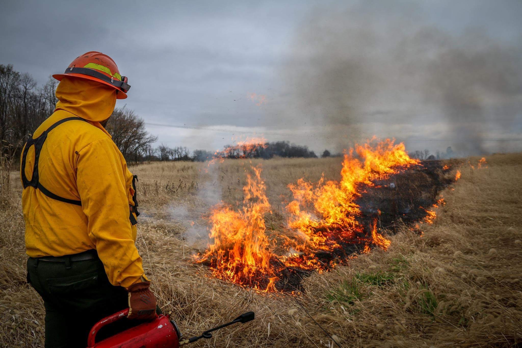 A person in protective clothing holds a drip torch and watches as line of fire in grass burns. 