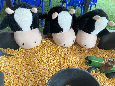 Stuffed toy cows at a table of dried corn