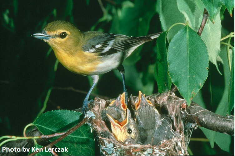An adult bird stands over a nest with three nestlings birds. The nestlings have their mouths open, begging for food.
