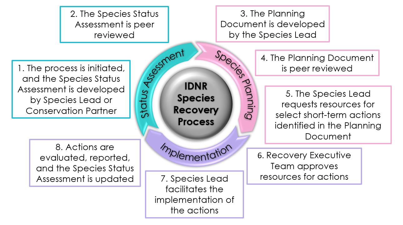 Image of the various steps of the recovery process - From developing and reviewing the status assessment and planning document to requesting resources to implementation of actions to the review of actions and updating status assessment