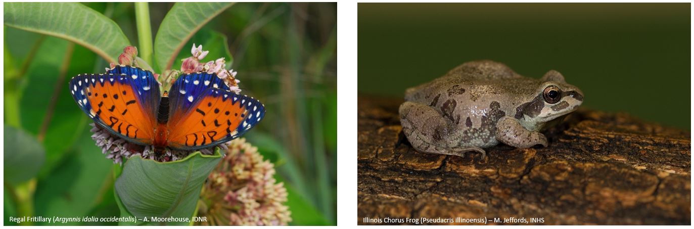 Photos of the regal fritillary and Illinois chorus frog