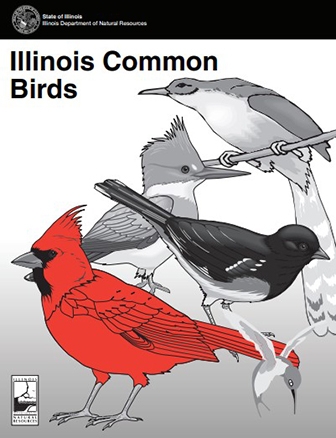 activitybookcommonbirds