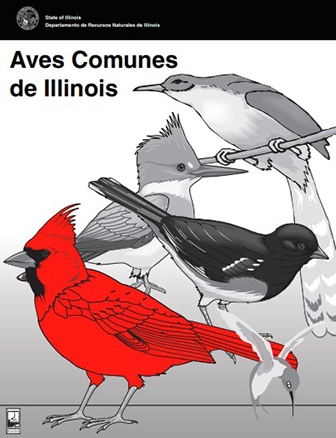 Illinois Common Birds Spanish activity book cover