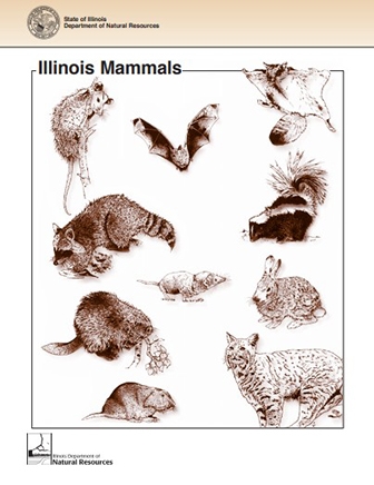 Illinois Mammals