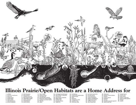 Illinois Prairies/Open Habitats are a Home Address